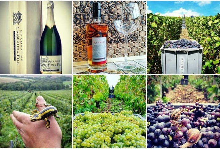 Lacrima di diavolo in bicchiere d’angelo