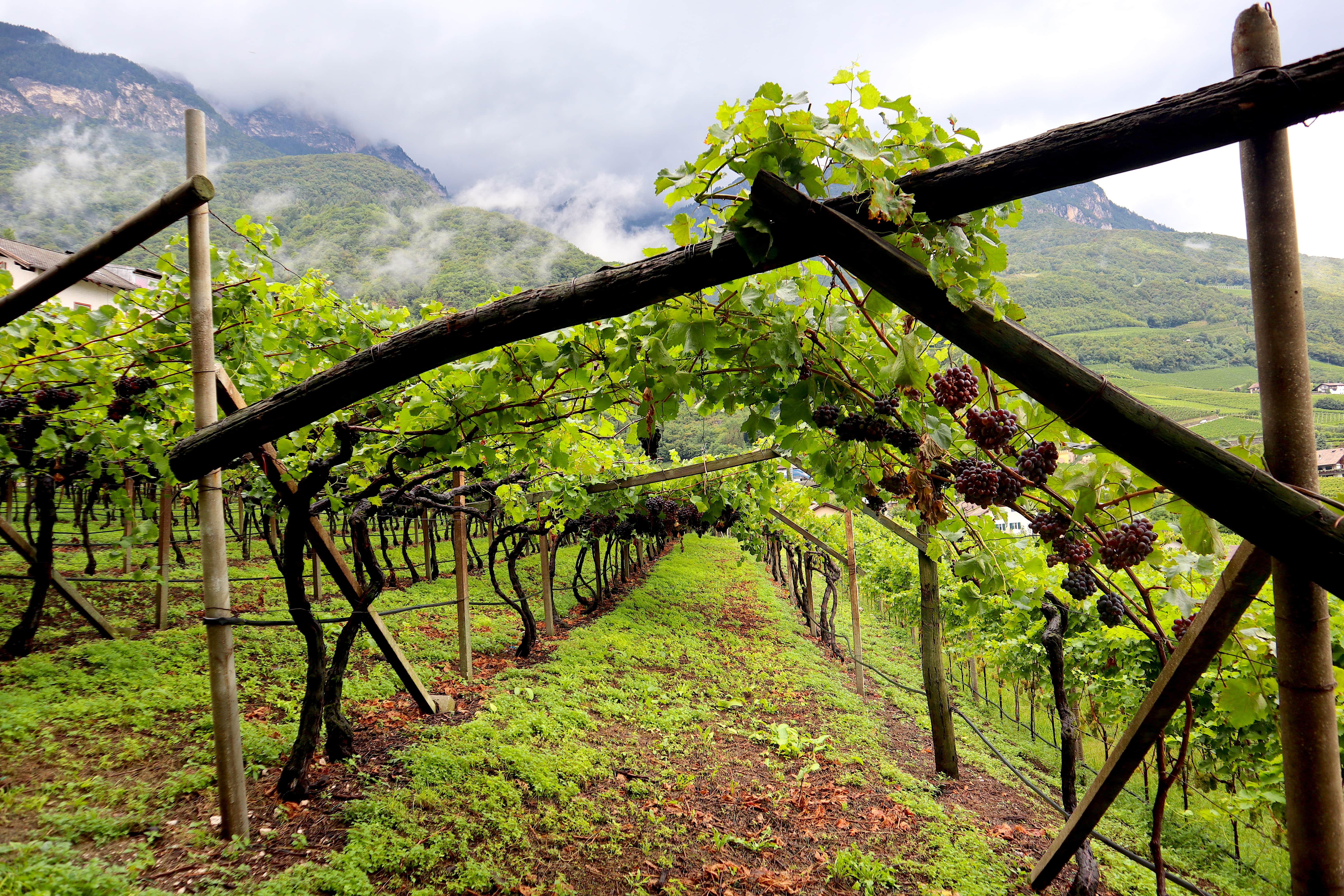 Kastelaz, Bressanone, Novacella: tre itinerari nel vino altoatesino